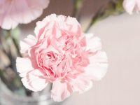 Hoa cẩm chuong Hoa cẩm chuong