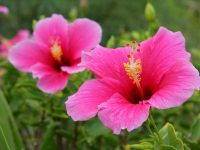 Tổng hợp những hình ảnh về hoa dâm bụt đẹp Tổng hợp những hình ảnh về hoa dâm bụt đẹp