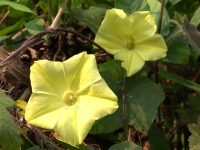 Hoa bìm bịp vàng Hoa bìm bịp vàng