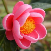 Hoa hải đường