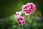 Nguồn gốc và ý nghĩa hoa cẩm chướng