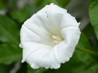 Hoa bìm bịp trăng Hoa bìm bịp trăng