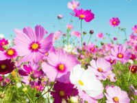 Hoa canh buom Hoa canh buom