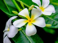 White flowers of blooming Plumeria (Lan Thom)tree, symbol of Thailand. Close up view.