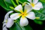 White flowers of blooming Plumeria (Lan Thom)tree, symbol of Thailand. Close up view.