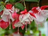 Hoa long den Hoa long den