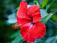 Tổng hợp những hình ảnh về hoa dâm bụt đẹp