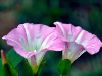 Hoa bim bip Hoa bim bip