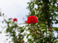 Hoa hồng Hoa hồng