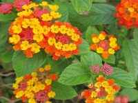 Hoa ngu sac Hoa ngu sac