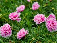 Hoa muoi gio Hoa muoi gio