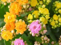 Hoa song doi Hoa song doi