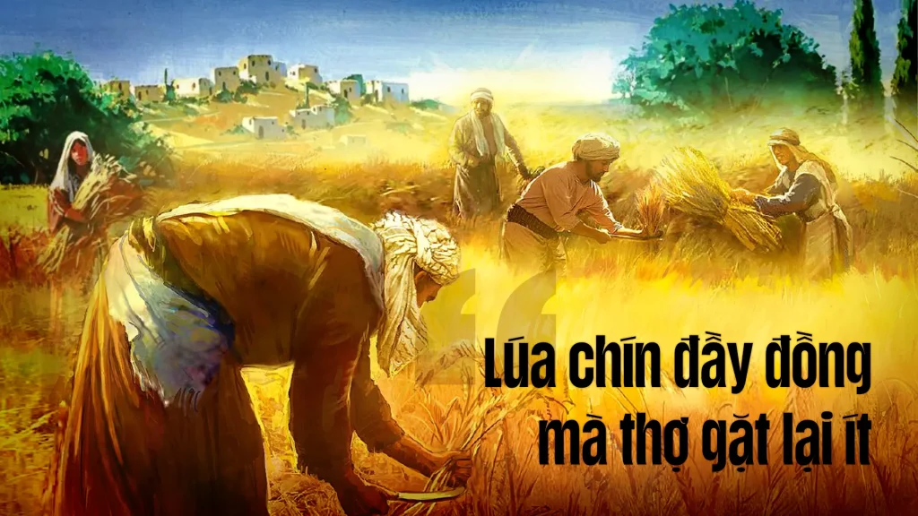 Người nói với môn đệ rằng: “Lúa chín đầy đồng, mà thợ gặt lại ít. Vậy anh em hãy xin chủ mùa gặt sai thợ ra gặt lúa về”....